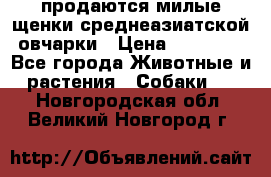 продаются милые щенки среднеазиатской овчарки › Цена ­ 30 000 - Все города Животные и растения » Собаки   . Новгородская обл.,Великий Новгород г.